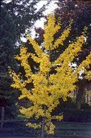 Saratoga Ginkgo