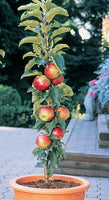 Sentinel Scarlet™ Columnar Apple