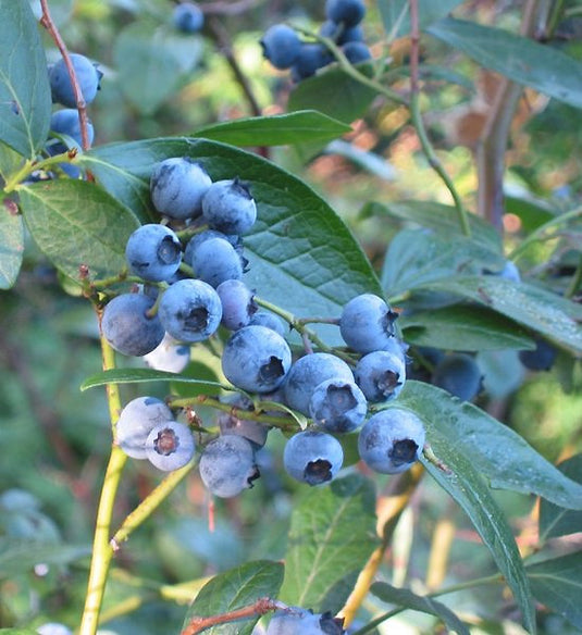Sensation Blueberry