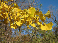 Sentry Male Ginkgo