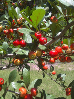 Sherwood Akins Mayhaw (Crataegus opaca)