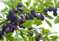 Shropshire Damson Prune