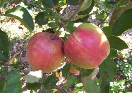 Jonafree Apple