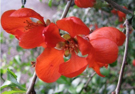 Texas Scarlet Flowering Quince 4 Plant Special