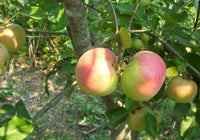 Idared Apple