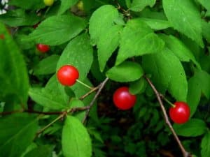 Bush Cherries (Prunus japonicax P.jacquemontii) ZX