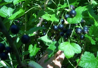 Consort Currant