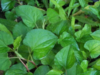 Fish Mint/Herb - Diếp Cá