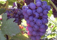 Zinfandel Grape