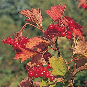 Kalinka™ Highbush Cranberry