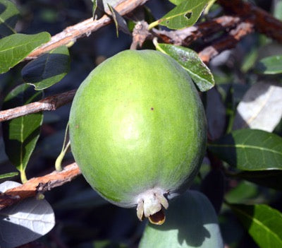 Waingaro™ Pineapple Guava (Feijoa sellowiana)