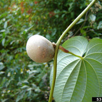 Air Potato/Cinnamon Vine/Chinese Yam