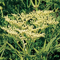 Cutting Wood Elderberry - Emerald Lace™