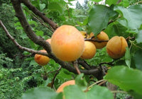 Tilton Apricot