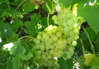 Sultana (Thompson Seedless) Grape