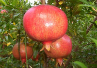 Wonderful Pomegranate