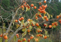 Hachiya Oriental Persimmon