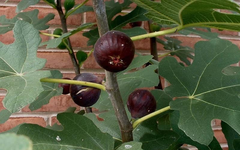 Load image into Gallery viewer, Chicago Hardy Fig
