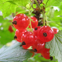 Wilder Red Currant