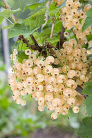 White Grape Currant