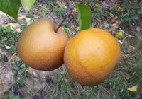 Korean Giant Asian Pear