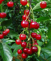 Montmorency Sour Cherry