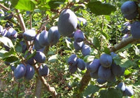 Italian Prune