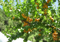 Puget Gold Apricot