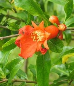 Load image into Gallery viewer, Golden Globe Pomegranate
