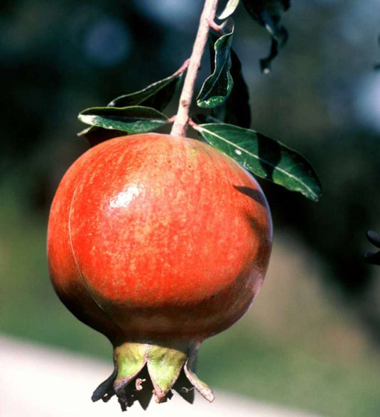 Syunt Pomegranate
