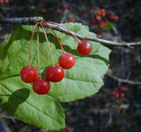 Sargent Roselow crabapple Seedlings