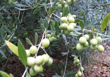 Saracena Olive