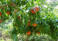 Redhaven Peach