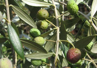 Amfissa Olive