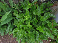 Perennial Sea Spinach/Sea Beet