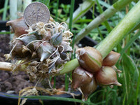 Brown Catawissa Walking Onion