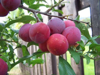 Toka Hybrid Plum