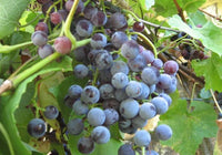 Buffalo Grape