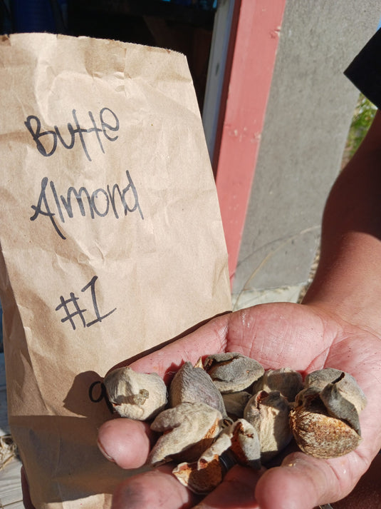 Butte Almond