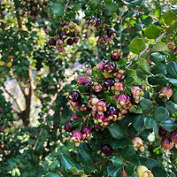 Chilean Myrtle Berry