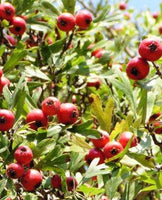 Red Azarole Hawthorn
