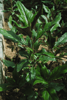 Okinawa Spinach