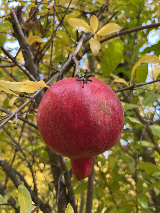 Al-sirin-nar Pomegranate (Punica Granatum)