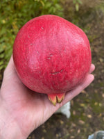 Cutting Wood of Pomegranate - Purple Heart