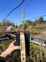 Blue Mound Rosemary