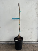 Baby Shipova Mountain Ash