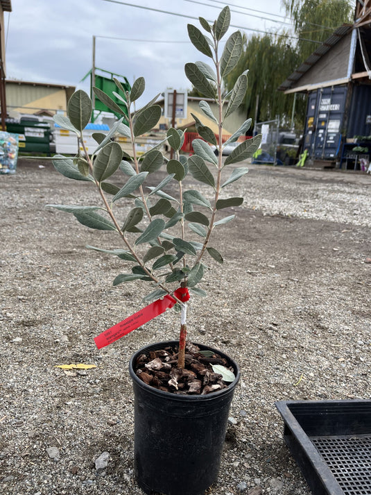 pineapple guava plant for sale Waingaro™ Pineapple Guava (Feijoa sellowiana) – Planting Justice