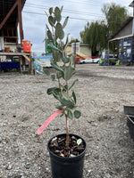 Takaka™ Pineapple Guava