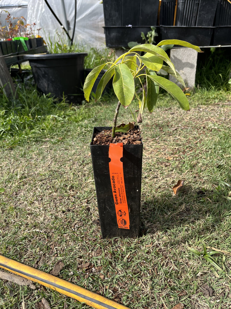 Load image into Gallery viewer, Gwen Avocado
