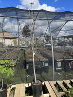 White Alder 3 Plant Special  (5gal)